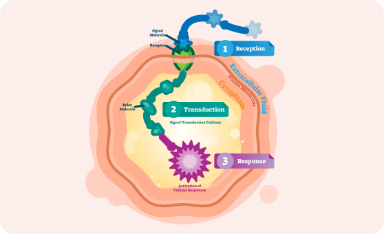 生物活性囊泡技术